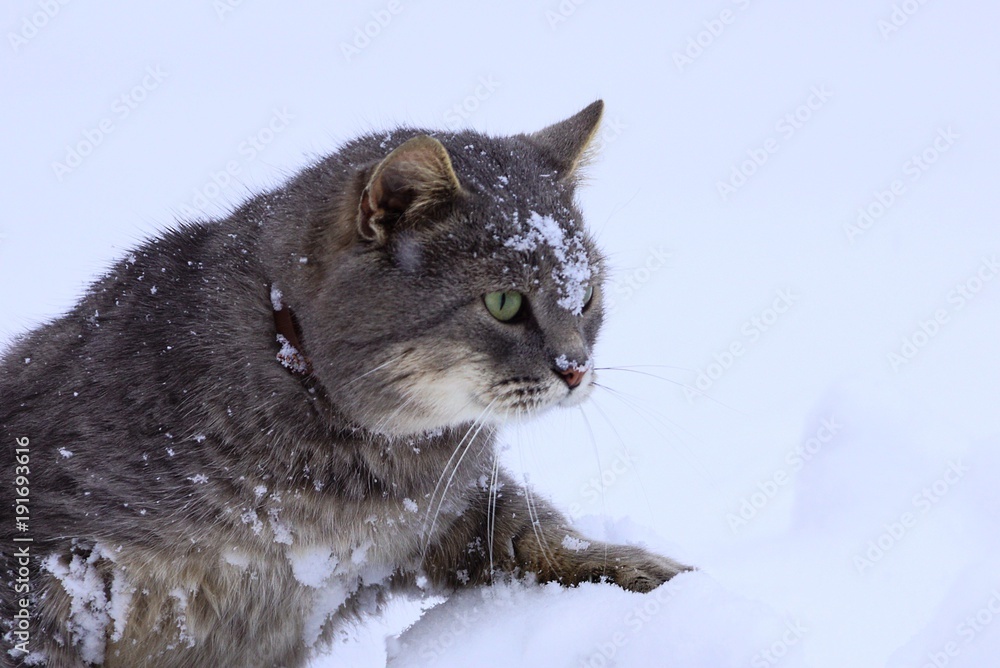 большой серый кот в сугробе белого снега на природе Stock Photo | Adobe  Stock