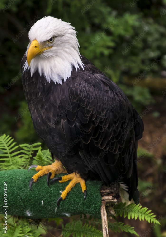Obraz premium Bald Eagle