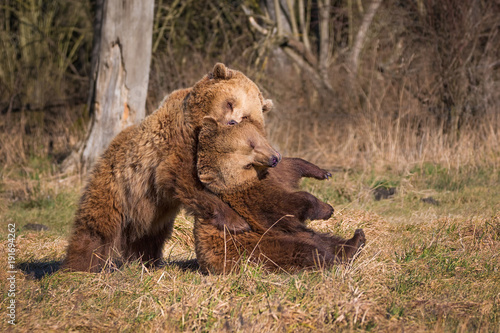 Wallpaper Mural Europäische Braunbären liebkosen sich Torontodigital.ca