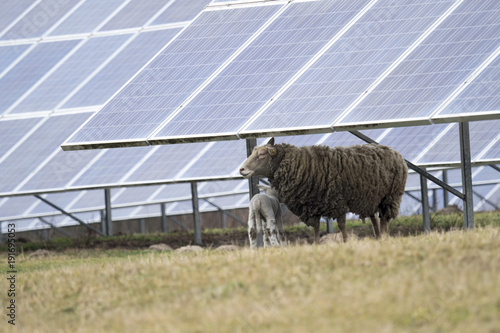 Solar Panel and Sheep