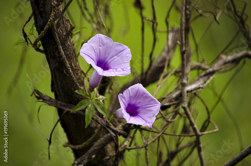 Flowers in the mountain