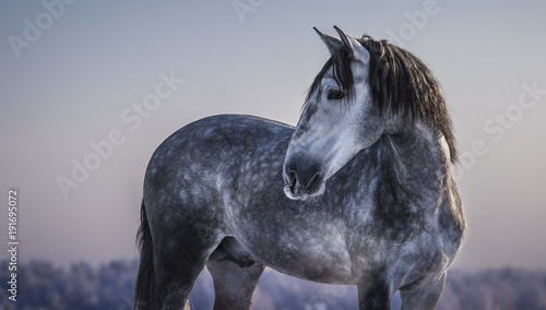 Horizontal portrait of gray Spanish horse with winter evening skies.