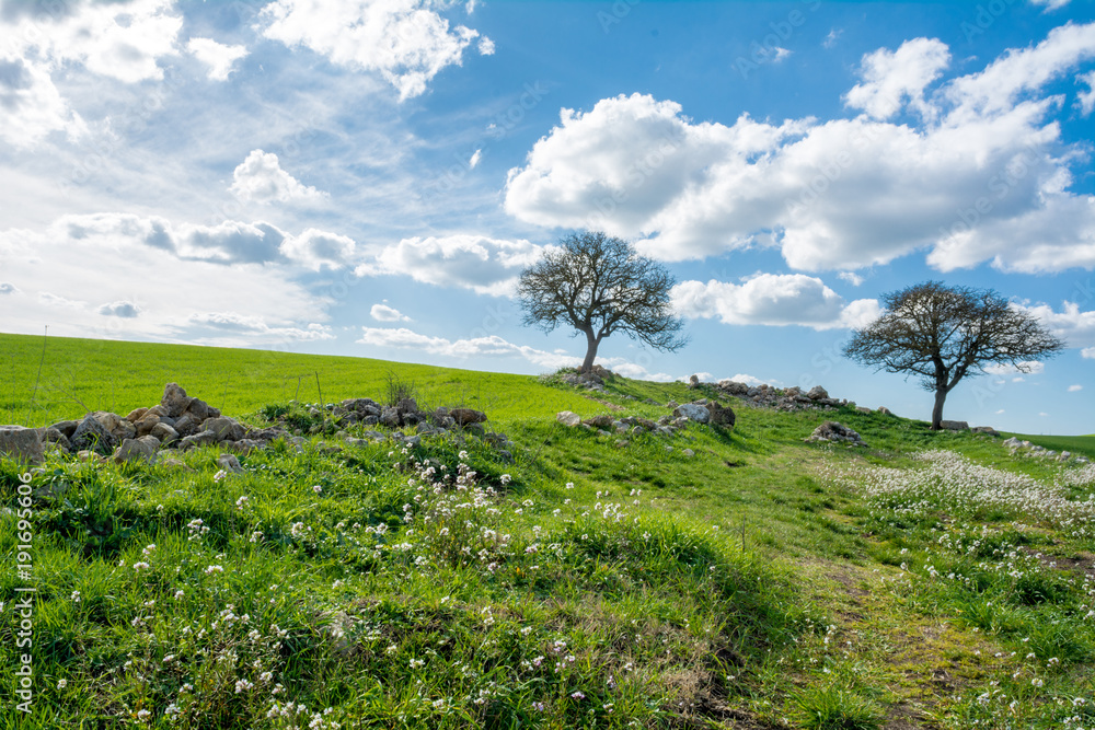 Horizontal View of a Countryside Landscape With Two Trees and a Green Flowered Meadow at the End of Winter Before Spring on Cloudy Sky Background Horizontal View of a Countryside Landscape With Two Trees and a Green Flowered Meadow at the End of Winter Before Spring on Cloudy Sky Background