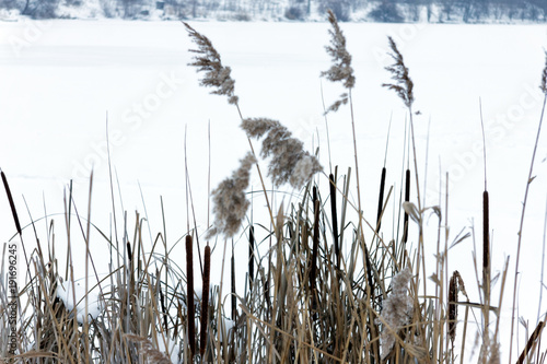 Dry reeds near the winter lake with snow. Background photo