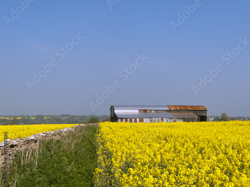 Rusty farm barns standing in a vibrant spring landscape of yellow oil seed rape in the Cotswolds near Chalford, UK photo