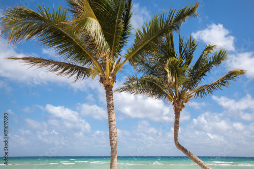 Beautiful sea view  palms  blue sky