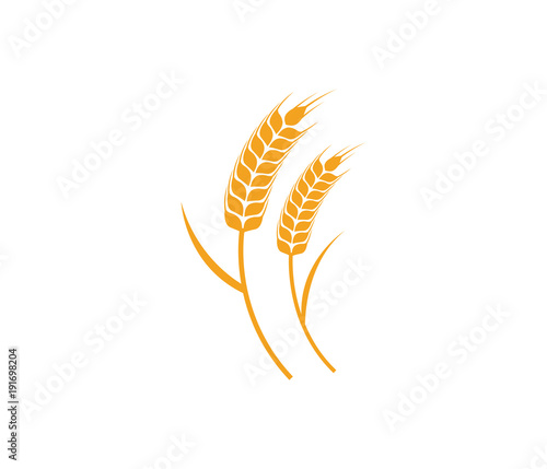 vector logo design and elements of wheat grain, wheat ears, wheat seed, or wheat rye
