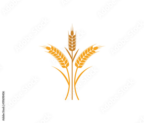 vector logo design and elements of wheat grain, wheat ears, wheat seed, or wheat rye
