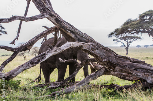 African elephants (Loxodonta africana) in Serengeti National Park, Tanzania