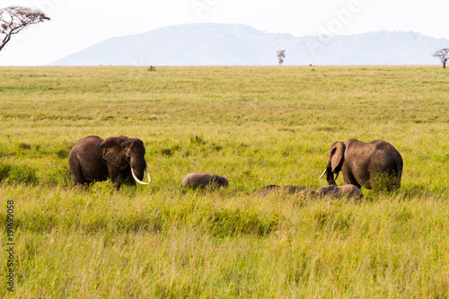 African elephants  Loxodonta africana  in Serengeti National Park  Tanzania