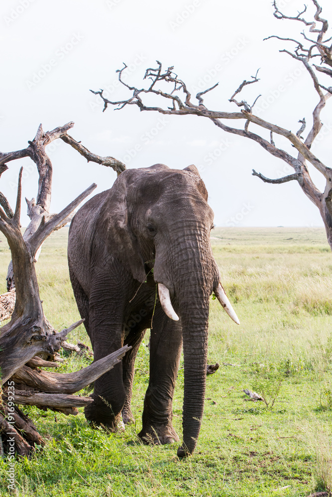 Obraz premium African elephants (Loxodonta africana) in Tanzania, Serengeti National Park