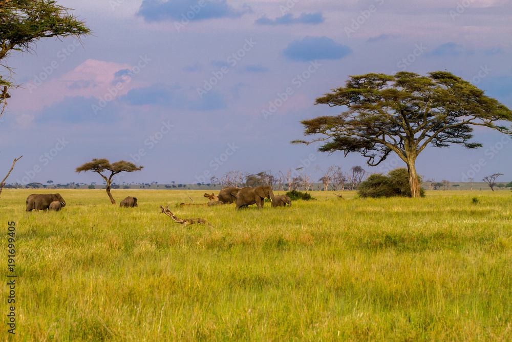 African elephants (Loxodonta africana) in Tanzania, Serengeti National Park