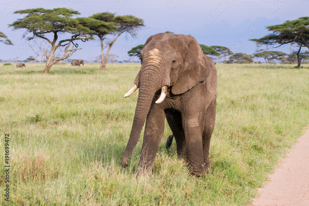 Obraz premium African elephants (Loxodonta africana) in Serengeti National Park, Tanzania