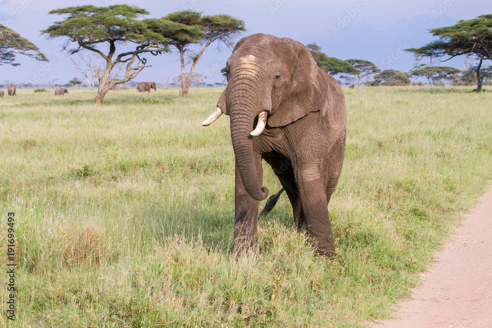 Obraz premium African elephants (Loxodonta africana) in Serengeti National Park, Tanzania