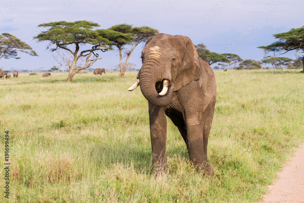 Obraz premium African elephants (Loxodonta africana) in Serengeti National Park, Tanzania