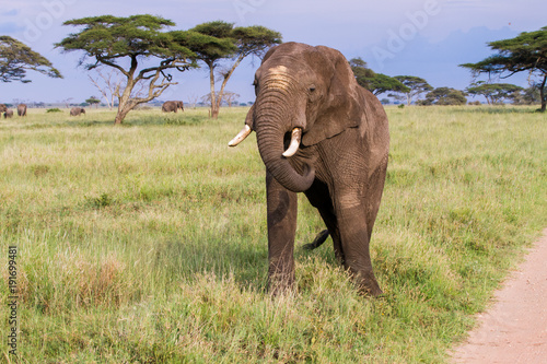 African elephants  Loxodonta africana  in Serengeti National Park  Tanzania