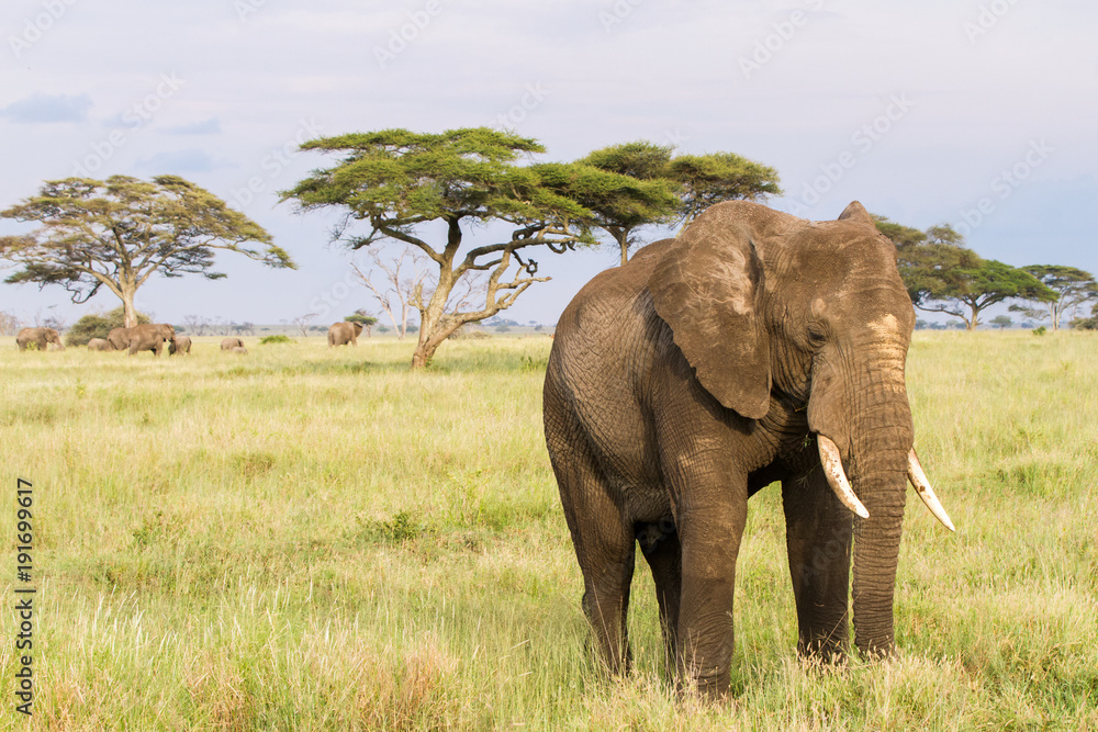 Fototapeta premium African elephants (Loxodonta africana) in Serengeti National Park, Tanzania