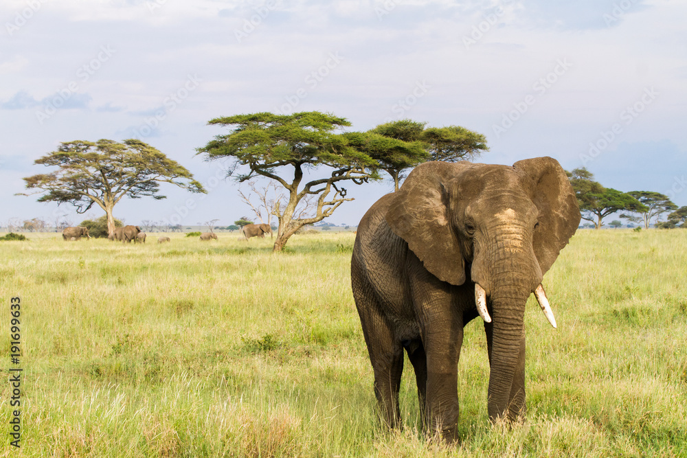 Obraz premium African elephants (Loxodonta africana) in Serengeti National Park, Tanzania