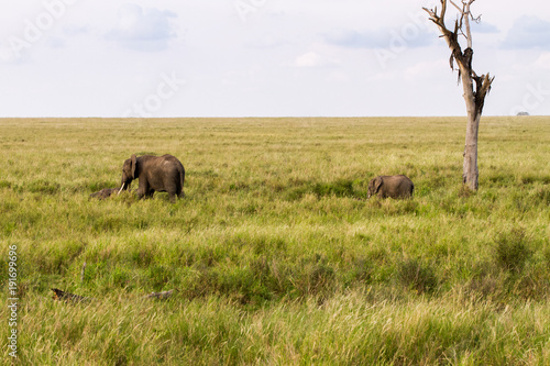 African elephants  Loxodonta africana  in Serengeti National Park  Tanzania