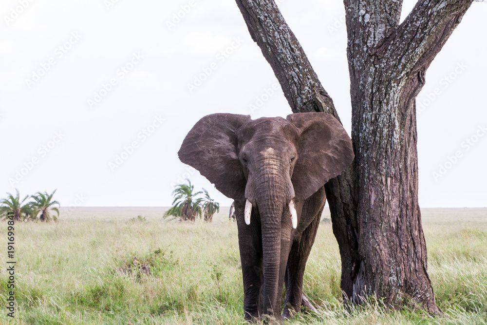 Obraz premium African elephants (Loxodonta africana) in Serengeti National Park, Tanzania