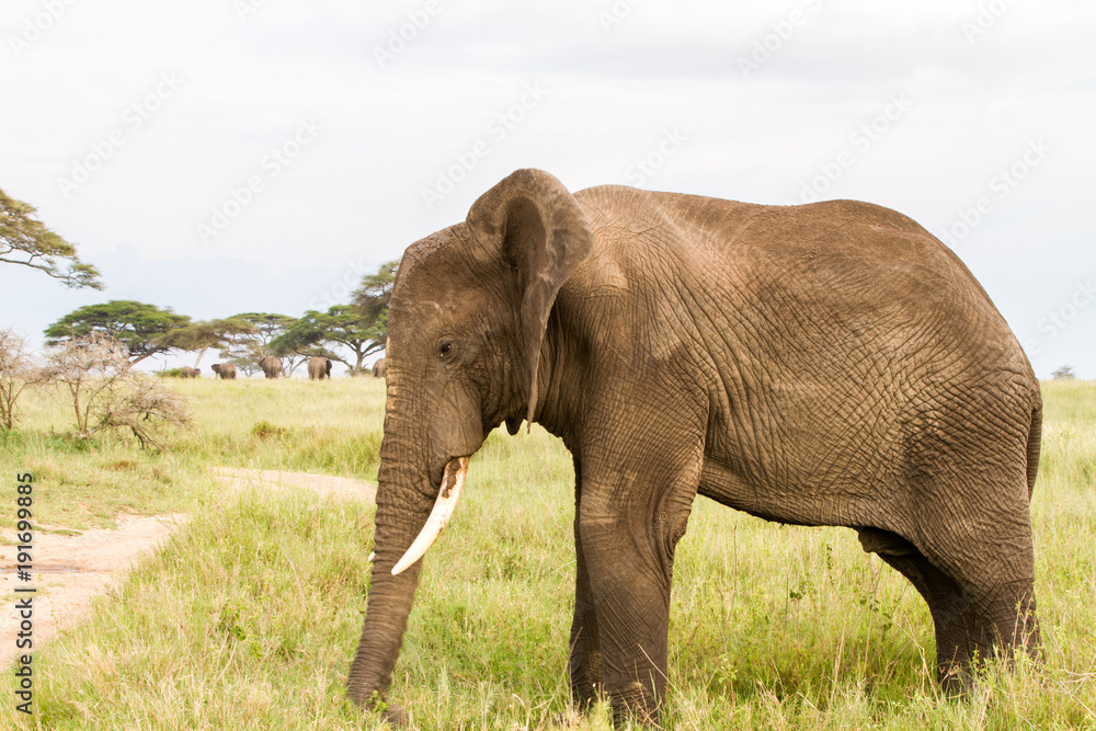 Obraz premium African elephants (Loxodonta africana) in Serengeti National Park, Tanzania