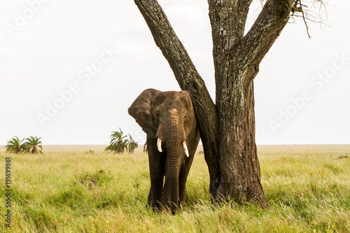 African elephants  Loxodonta africana  in Serengeti National Park  Tanzania