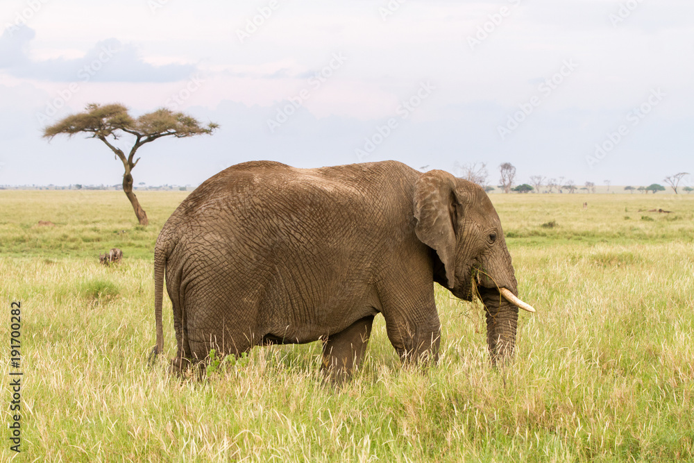 Obraz premium African elephants (Loxodonta africana) in Serengeti National Park, Tanzania