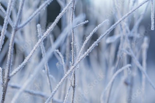Close up of plants with frost © milosz_g