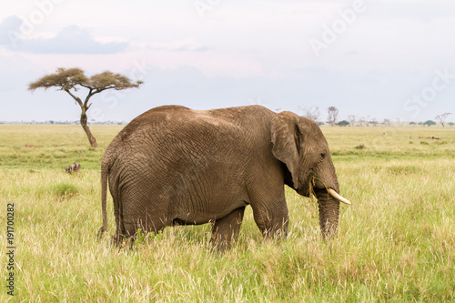 African elephants  Loxodonta africana  in Serengeti National Park  Tanzania