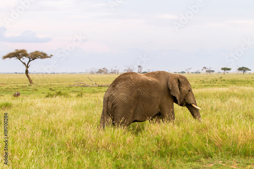 African elephants (Loxodonta africana) in Serengeti National Park, Tanzania  © anca enache