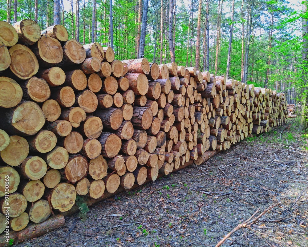 Wooden logs of pine in the forest waiting for transport to the sawmills.