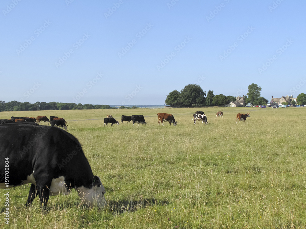 Cattle roam freely on Minchinhampton Common in the Cotswolds, Gloucestershire, UK