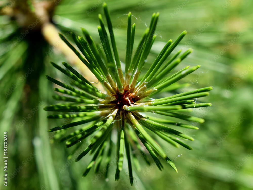 Needles on a branch of a coniferous tree. Close-up view of needle of coniferous tree. Natural beauty and medicinal herb. Needles on a branch of a coniferous tree. Close-up view of needle of coniferous tree. Natural beauty and medicinal herb.