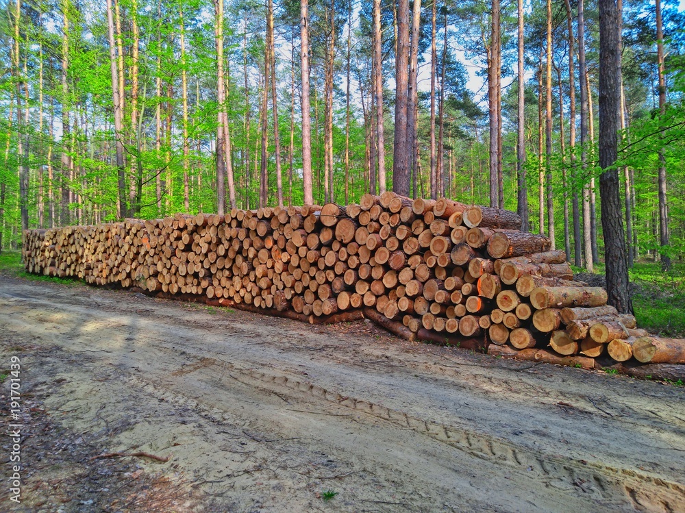 Wooden logs of pine in the forest waiting for transport to the sawmills.