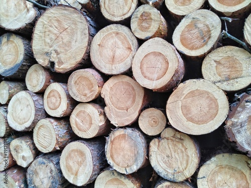 Wooden logs of pine woods in the forest