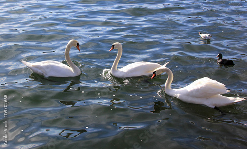 Beautiful swans in a lake. Romance  seasonal postcard