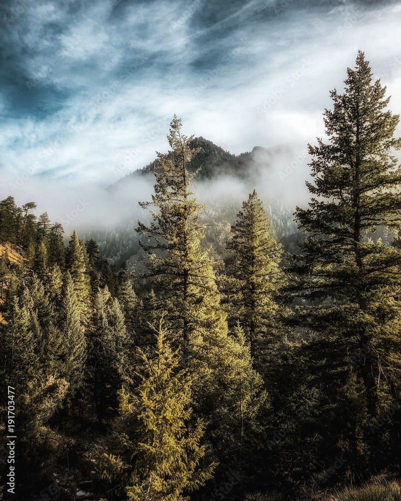 Fototapeta Zielony las z mglistą górą w oddali