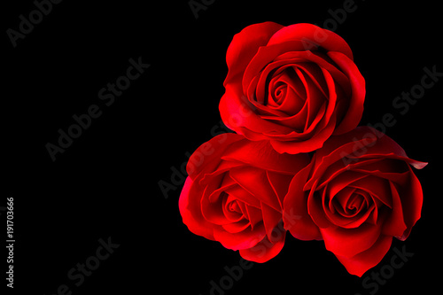 Three rose flowers isolated on black background with clipping path