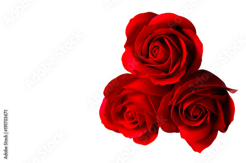 Three rose flowers isolated on white background with clipping path