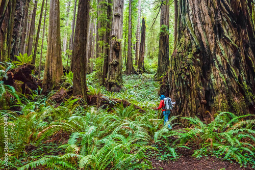 A day hiker explores the beautiful trees in the back country along the Brown Creek Trail in Prairie Creek Redwoods State Park, CA.