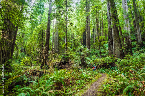 A day hiker explores the forested back country along the Brown Creek Trail in Prairie Creek Redwoods State Park  CA.