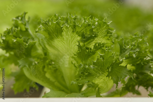 Lettuce in the hydroponics farm