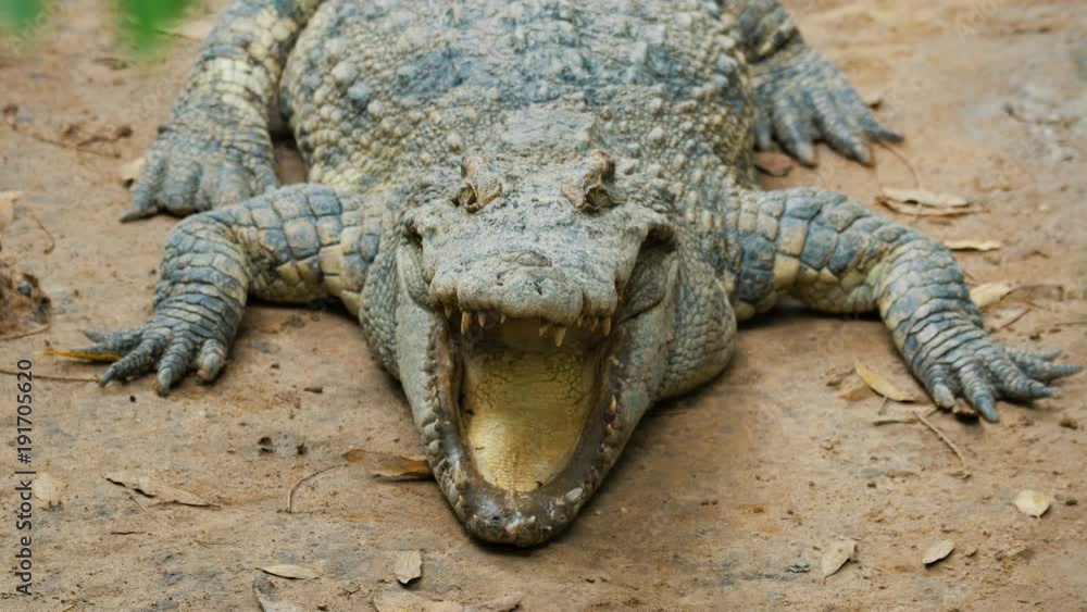 Close Up video - big crocodile relaxing with open jaws Close Up video - big crocodile relaxing with open jaws