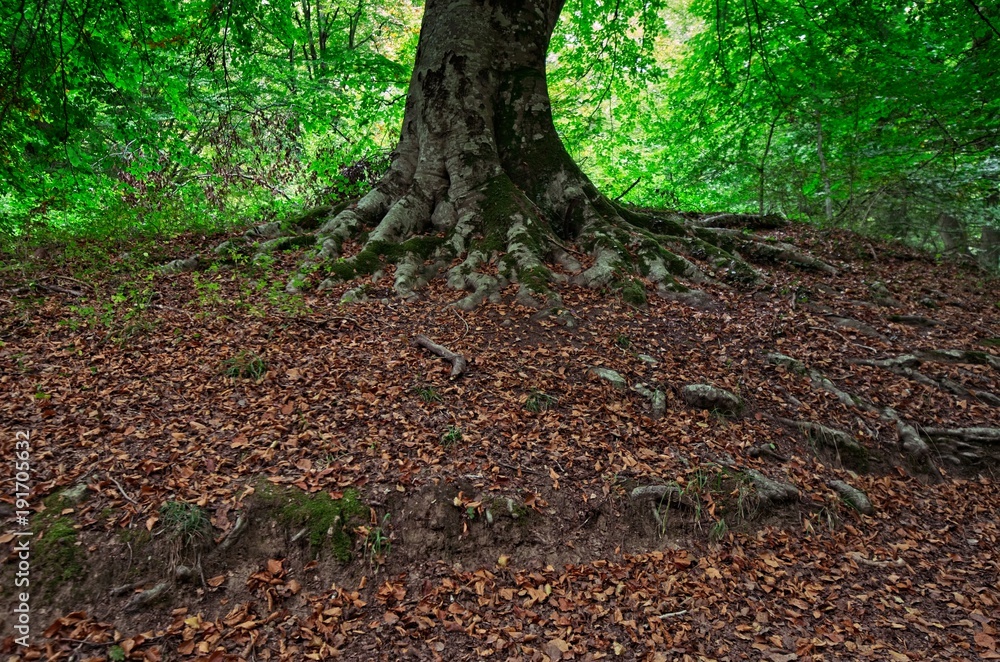 Forest in the fall, an entire beech tree root system. Forest in the fall, an entire beech tree root system.
