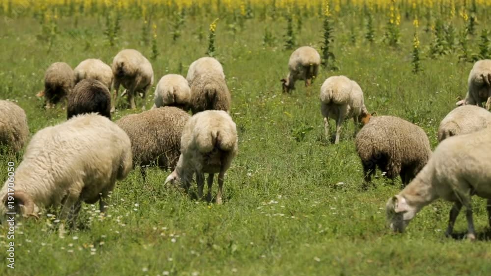 Flock of sheep peacefully eating luscious green grass, grazing on summer meadow Flock of sheep peacefully eating luscious green grass, grazing on summer meadow
