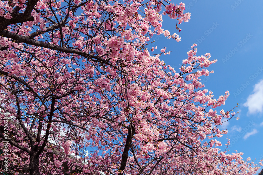 河津桜 河津桜