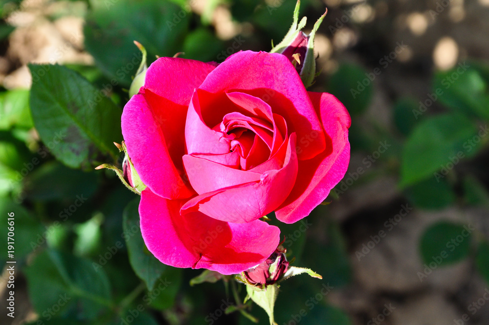 rose rose