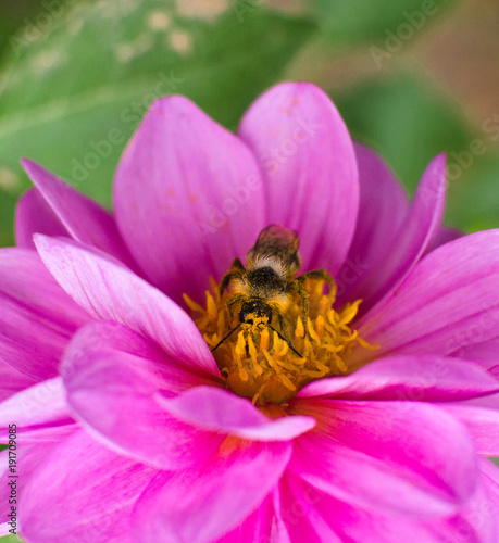 bee, covered in pollen, collecting nectar from flower purple Dahlia
