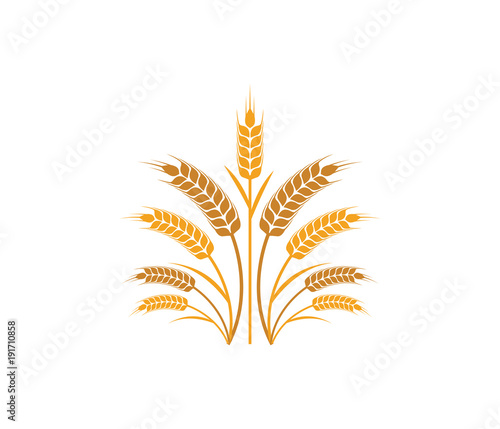 vector logo design and elements of wheat grain, wheat ears, wheat seed, or wheat rye