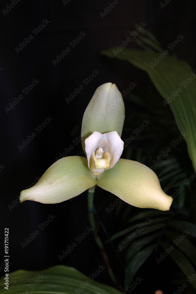 Fototapeta premium orchid